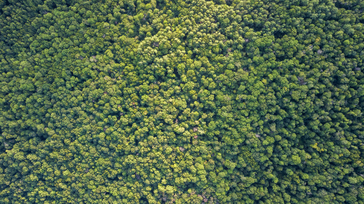 Aerial Image of Green Forest Treetops