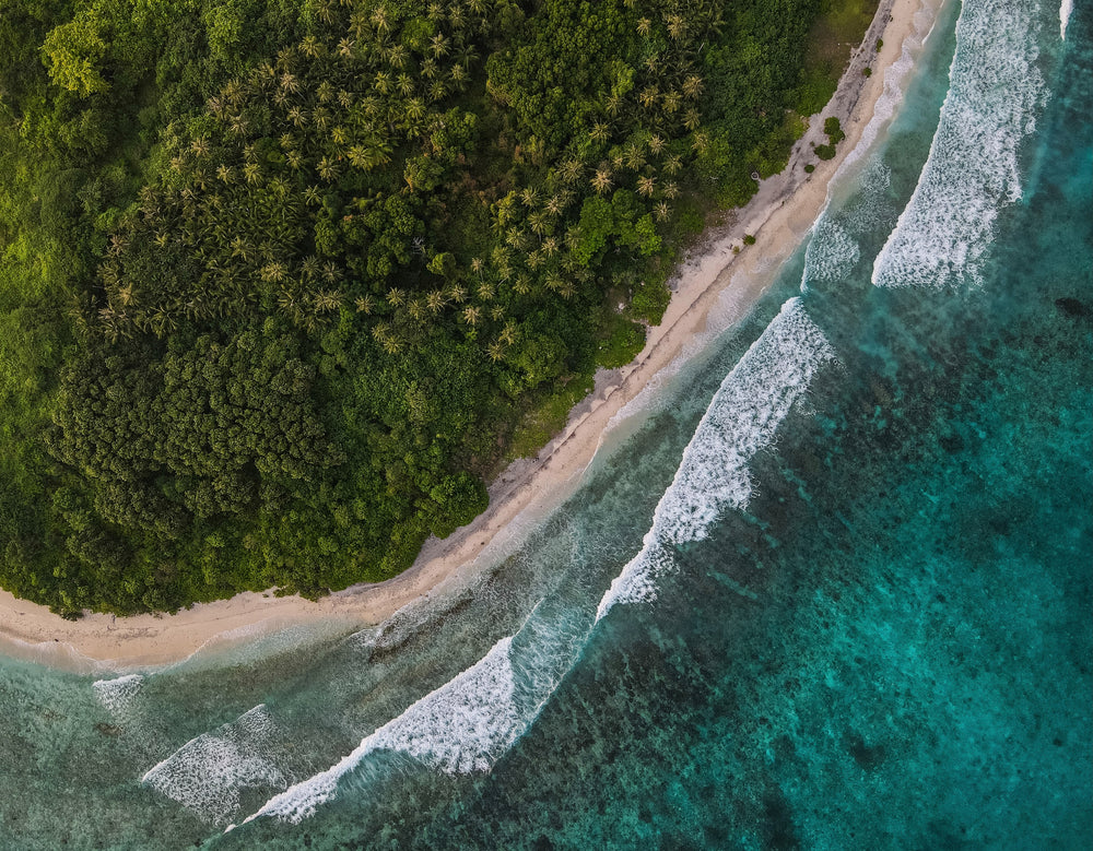 aerial photo of green trees and aqua blue water