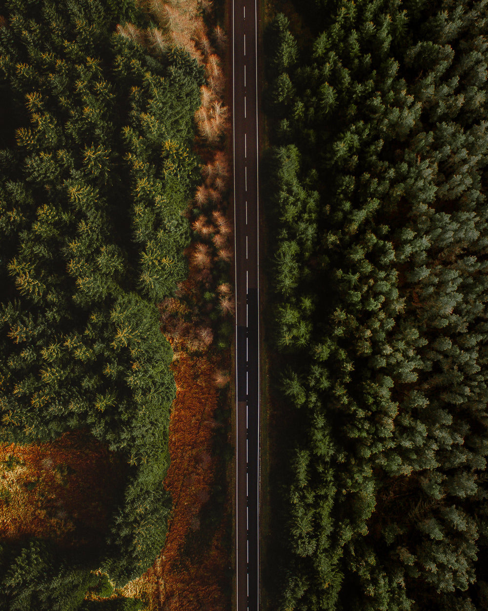 aerial photo of paved road surrounded by trees
