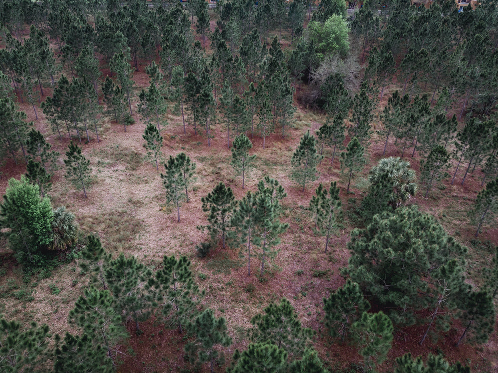 aerial shot of sparse forest with red soil