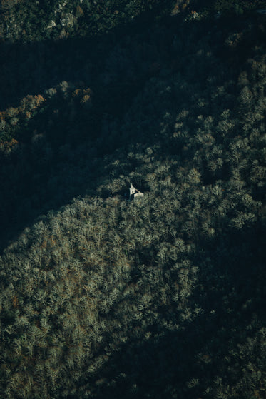 aerial view of a green forest