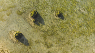 aerial view of a mossy green ground