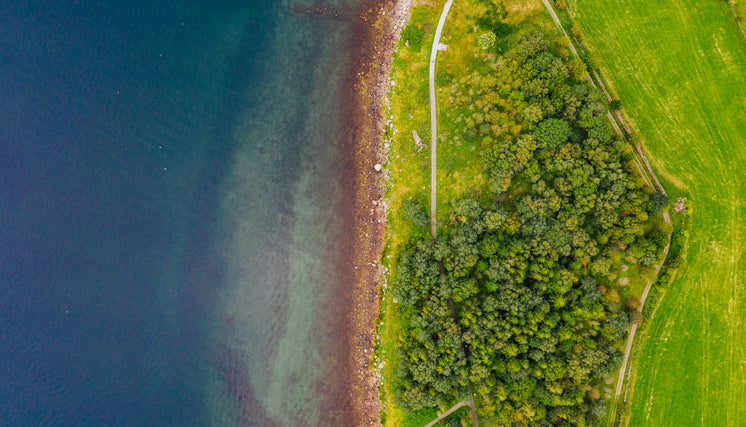 aerial-view-of-treeline-by-lake.jpg?width=746&format=pjpg&exif=0&iptc=0