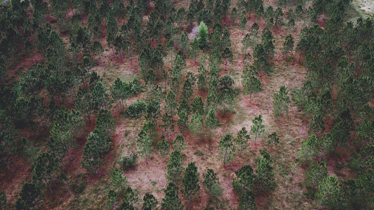 aerial-view-of-trees-on-a-red-soil-hills