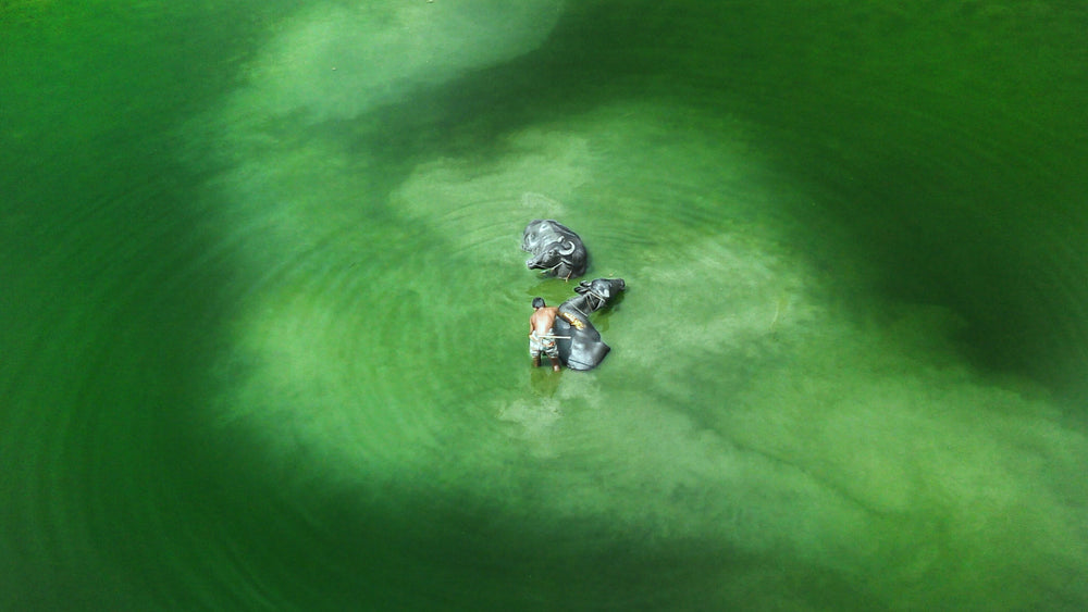 aerial view of young man washing cattle