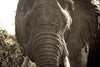 african elephant close up