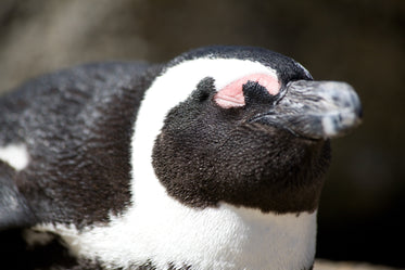 african penguin close up