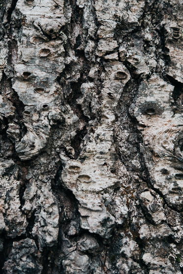 aged tree bark texture