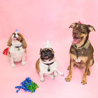Picture of All Dogs Go To Birthday - Free Stock Photo