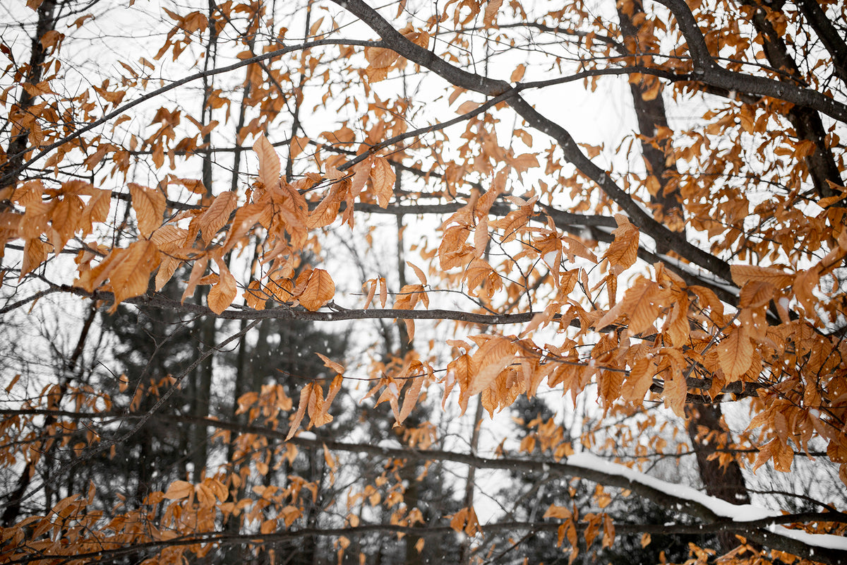 amber frozen leaves dangle from frosty trees