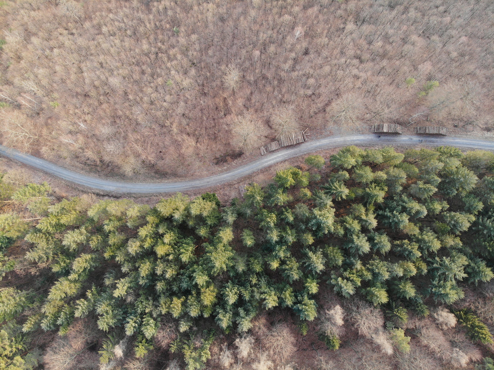 an aerial view of a road with trees either side