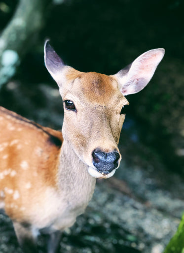 an affectionate reindeer