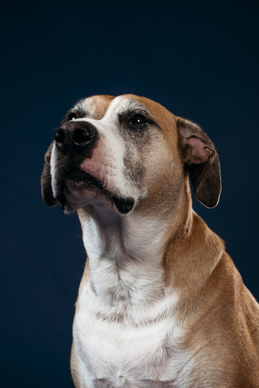 an ageing white and tan dog