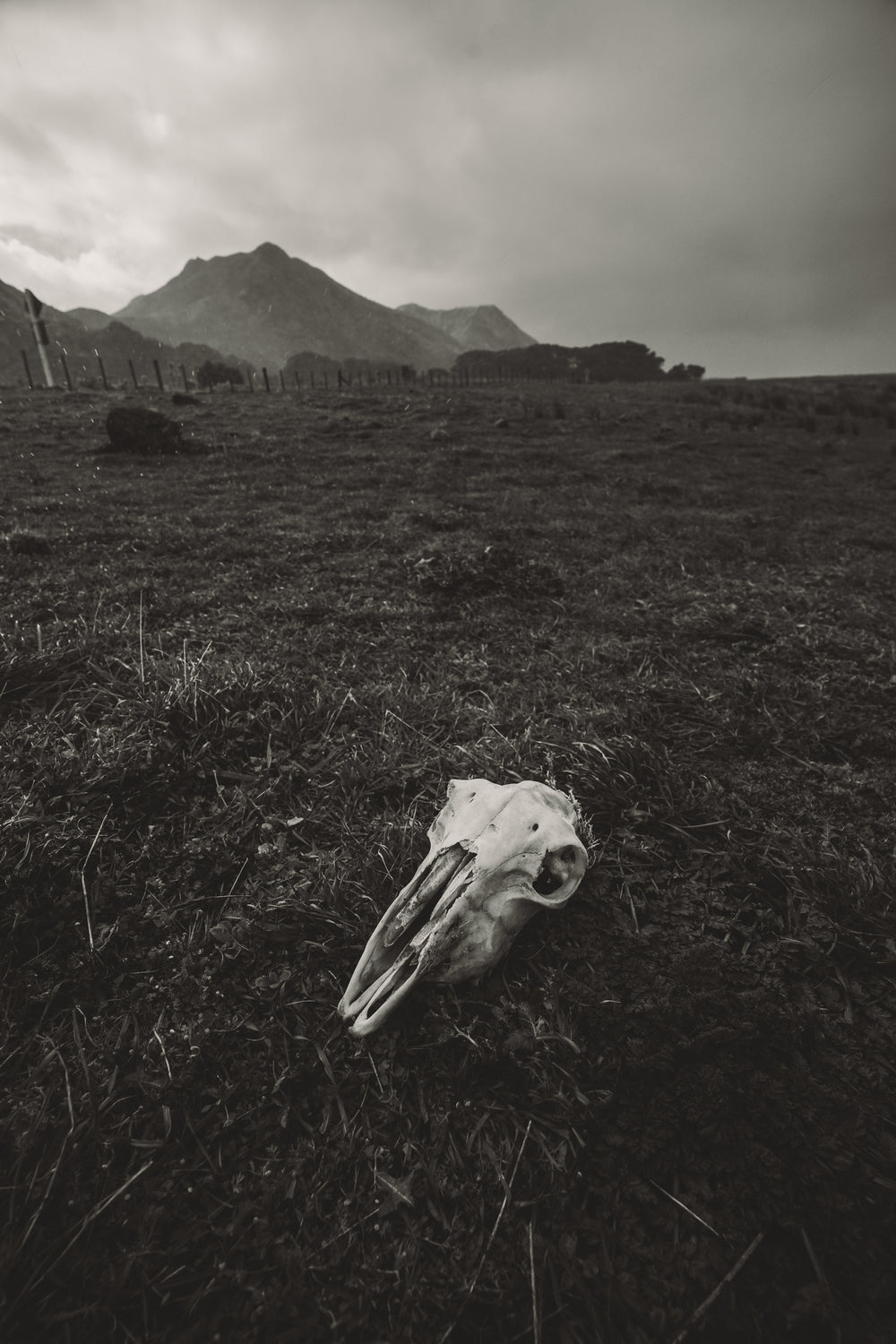 an animal skull left behind