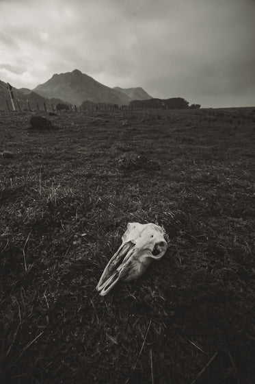 Free An Animal Skull Left Behind Photo — High Res Pictures