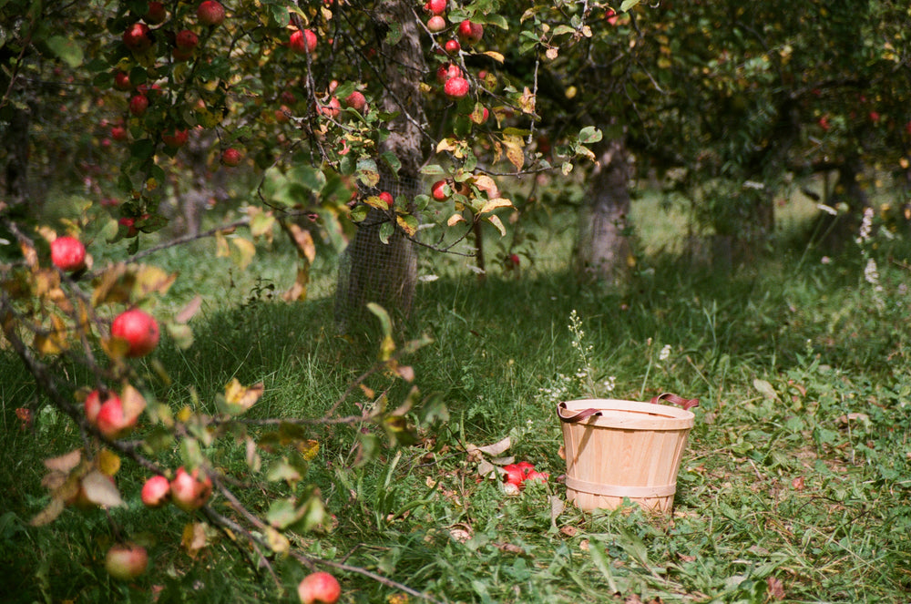 an apple basket sits empty awaiting apples