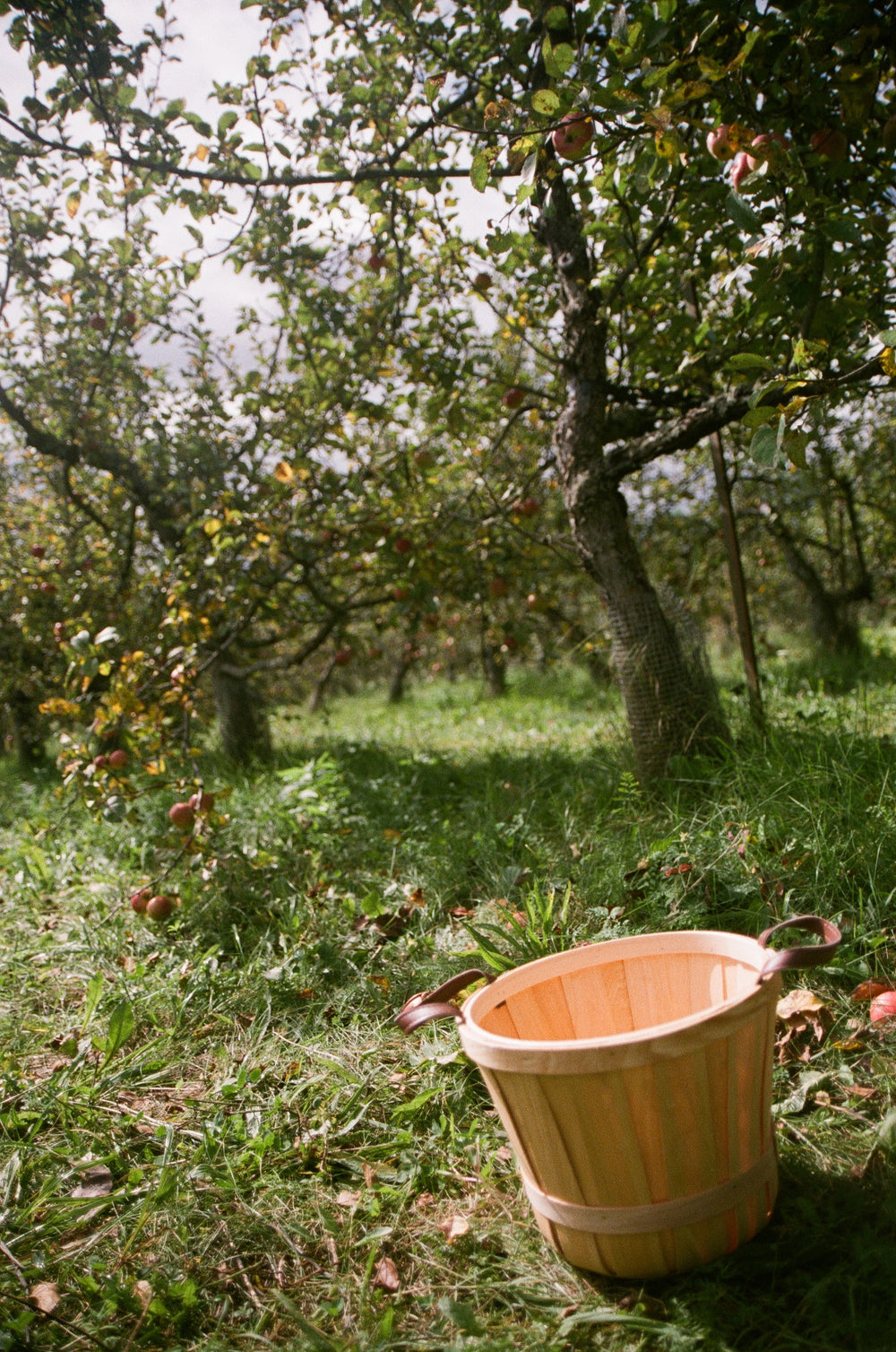 an apple basket sits empty near an apple tree