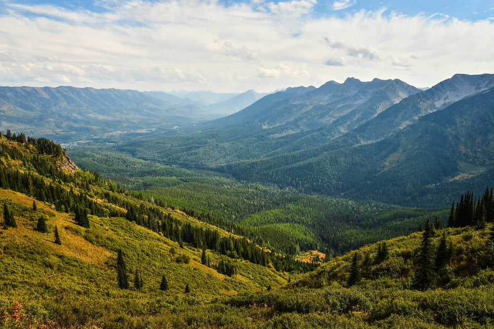 an army of pine trees on a sunny mountainside