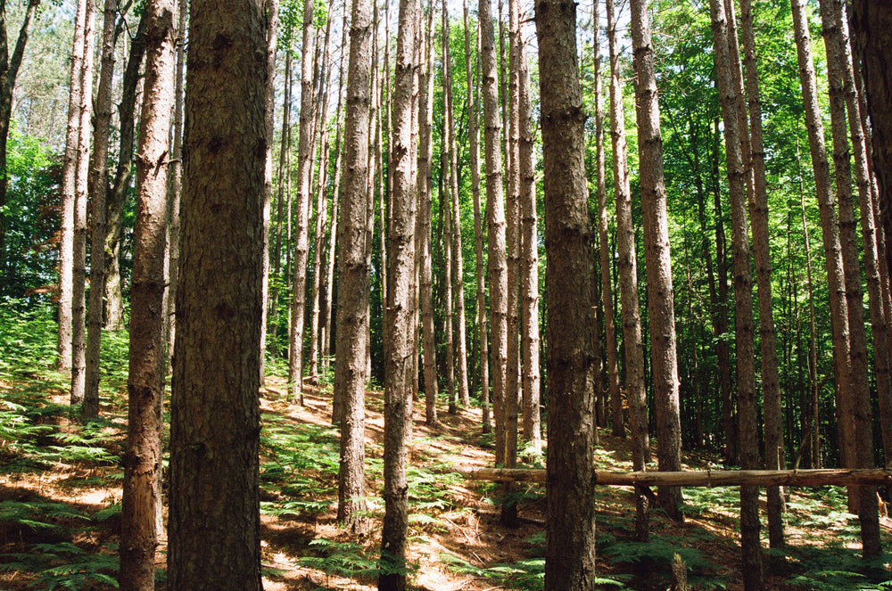 an army of woodland trees in a copse