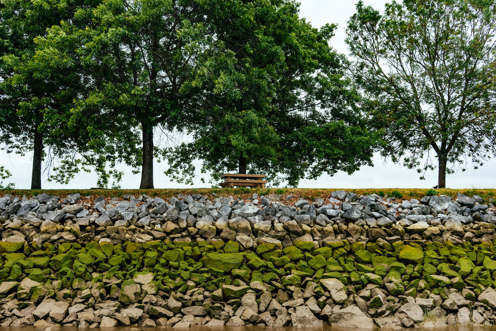 an empty park bench below a large tree