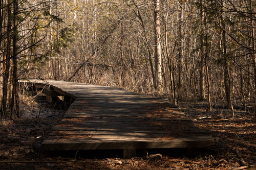 an empty wooden trail in the woods