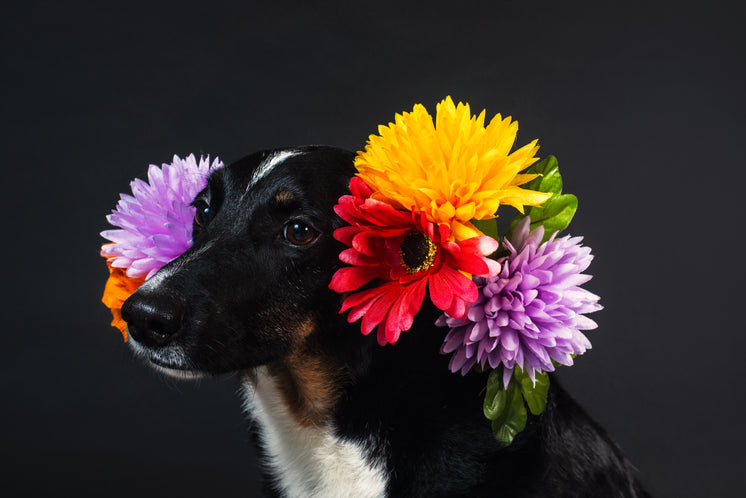 an-explosion-of-flowers-around-this-dog-