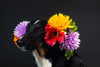 an explosion of flowers around this dog's face