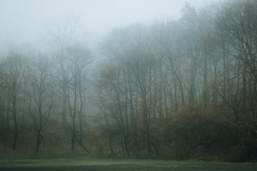 an foggy treeline surround a soccer field