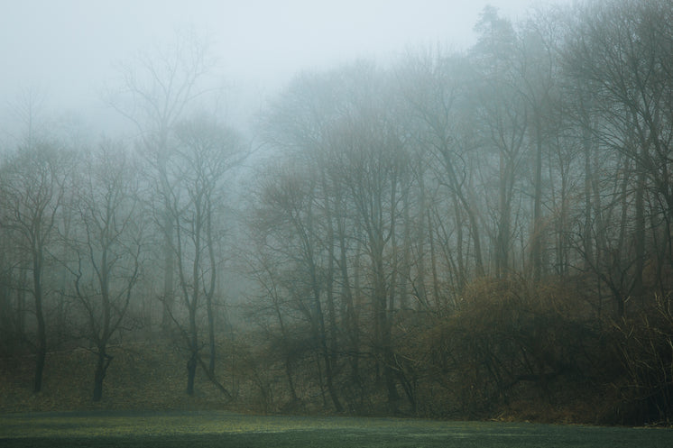 An Foggy Treeline Surround A Soccer Field