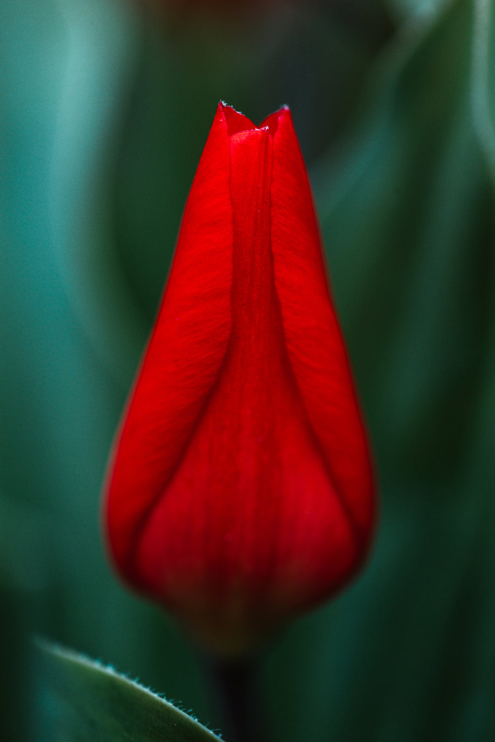 an illuminated red flower