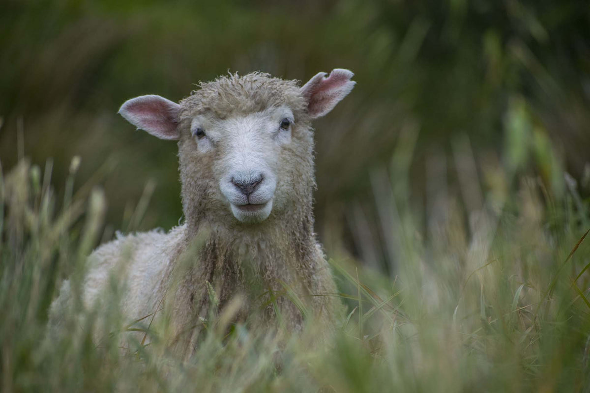 an inquisitive sheep pops up from the long grass