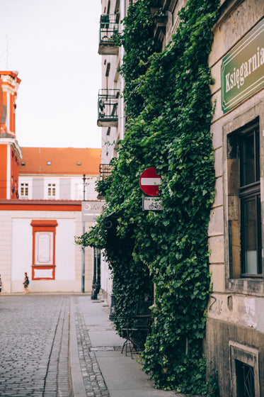 an ivy-covered shabby-chic building