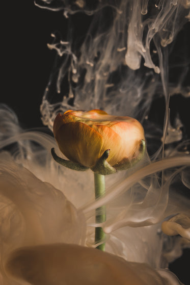 an orange flower erupts in smoke