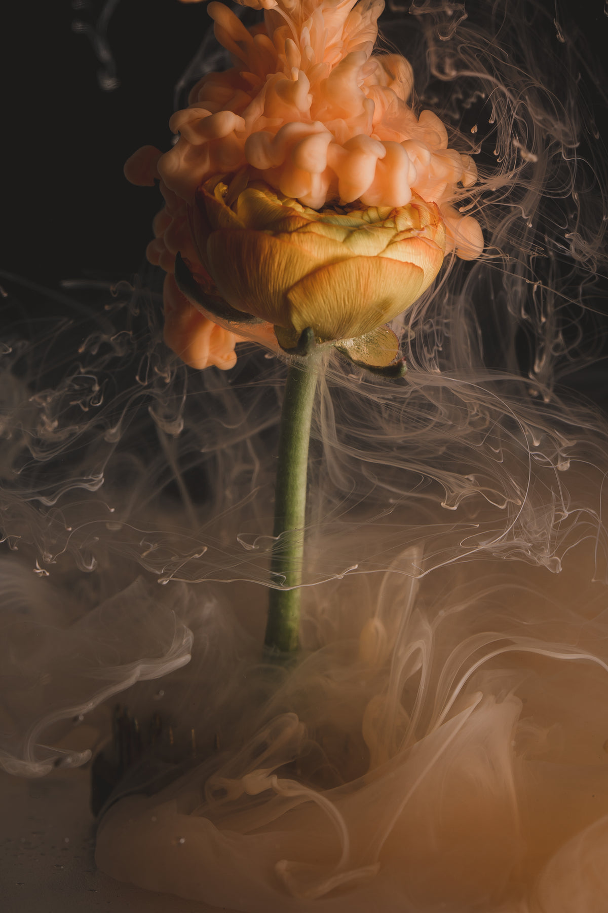 一朵桔黄色的花在烟雾中沸腾