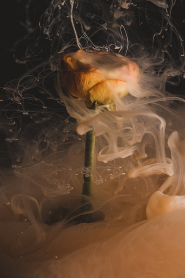 an orange flower smokes as if on fire
