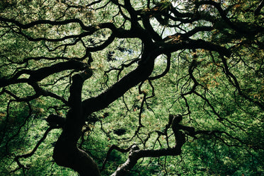 angled tree branches and green leaves