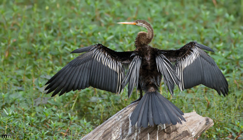 anhinga bird stretching wings