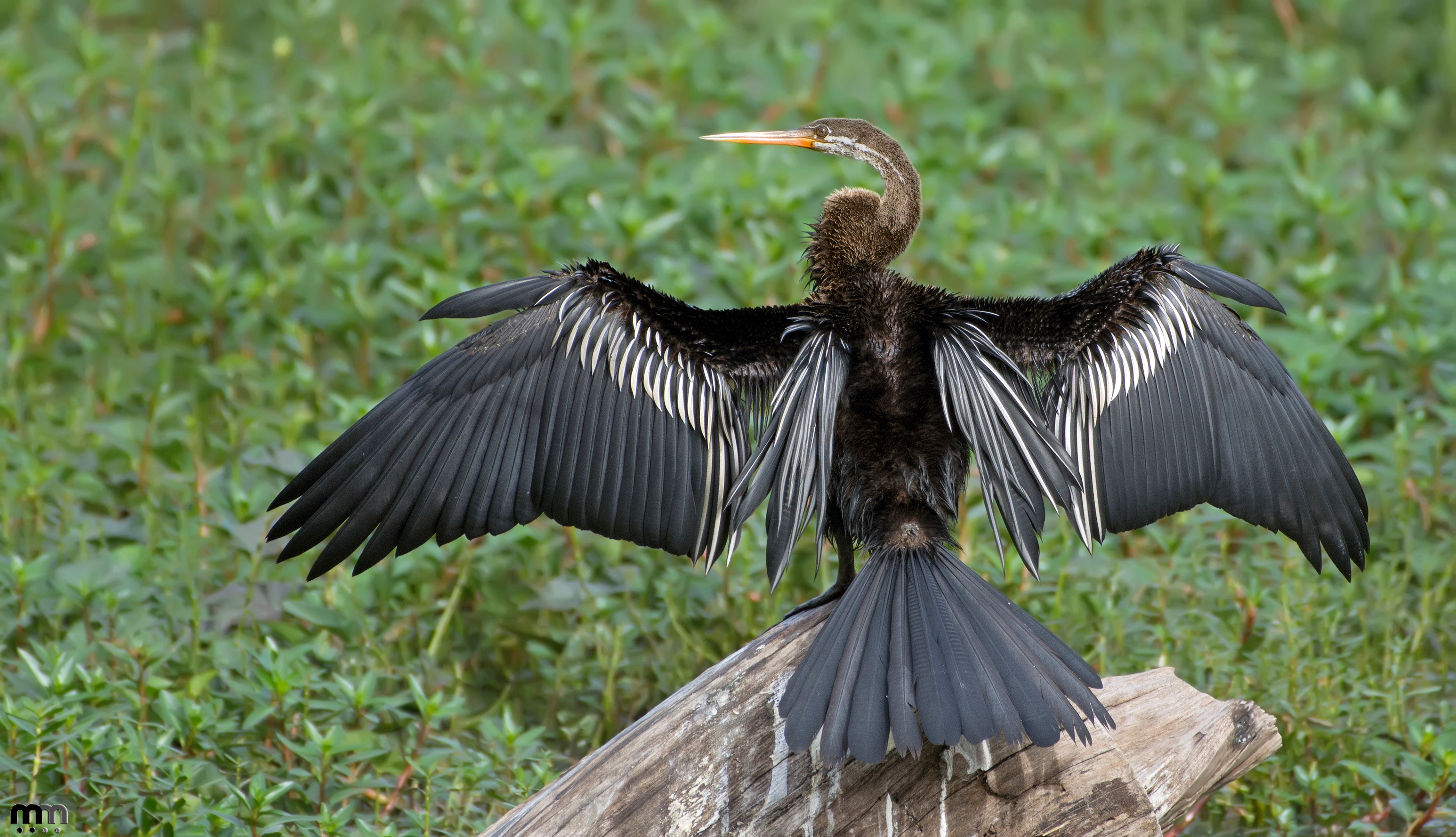 Anhinga Bird Stretching Wings
