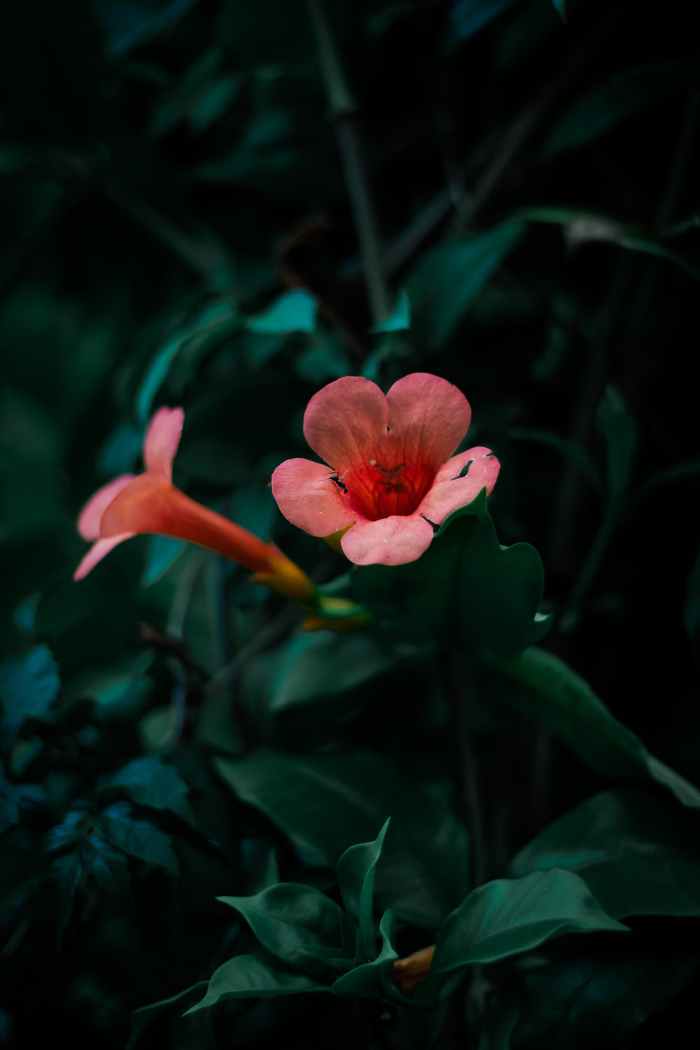 ant crawls out of a pink flower from a green leafed plant