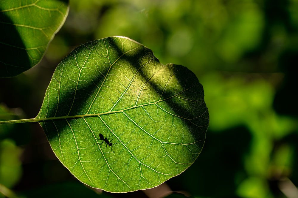 ant silhouette on green leaf