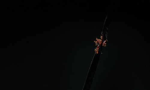 ants crawling up a black stick