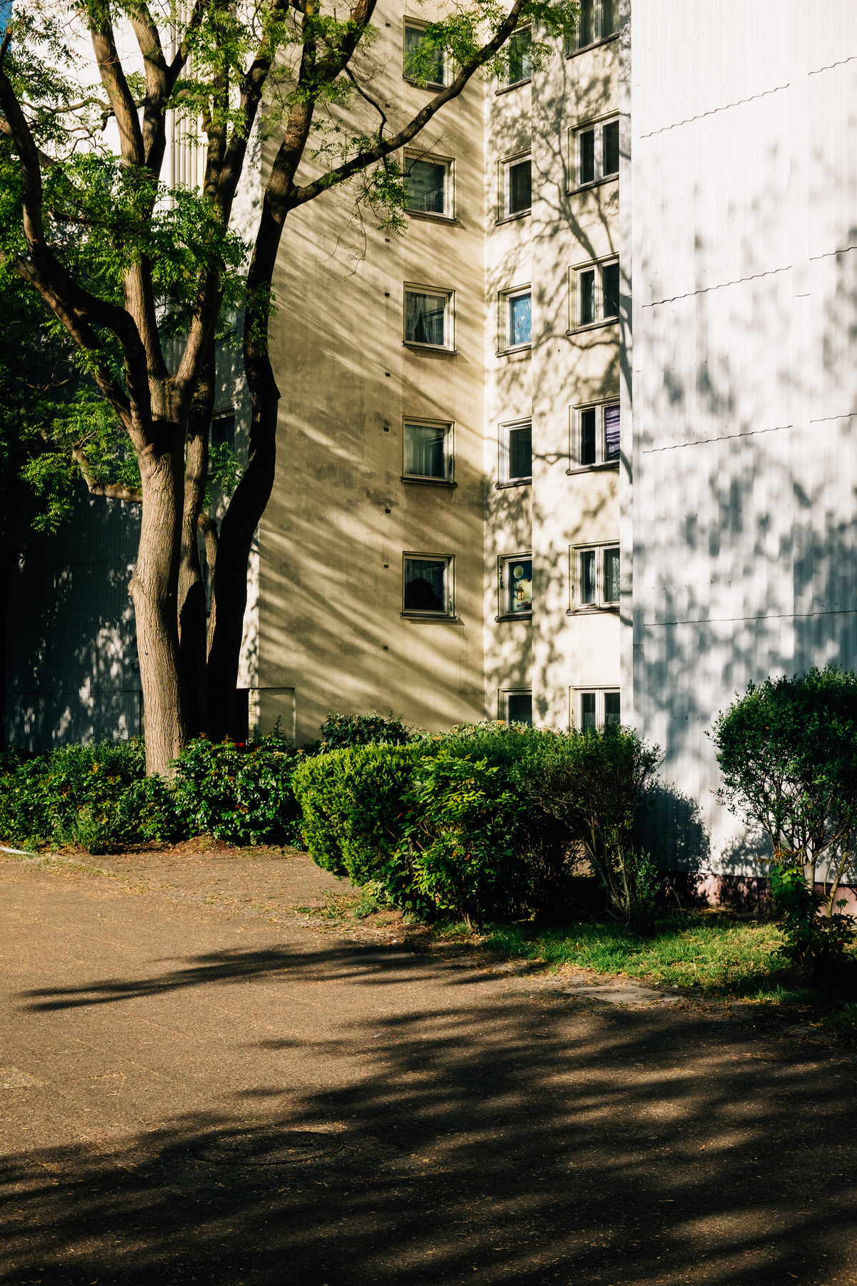 apartment building and tall trees creating shadows