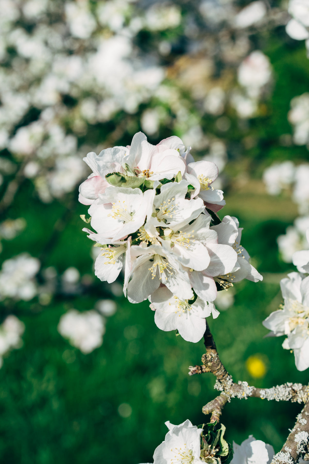 apple blossom flower in focus
