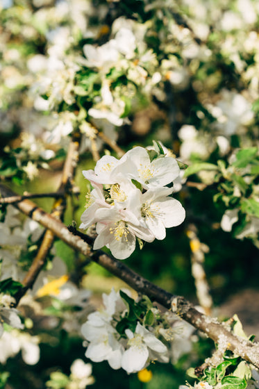 apple blossom in the sunlight