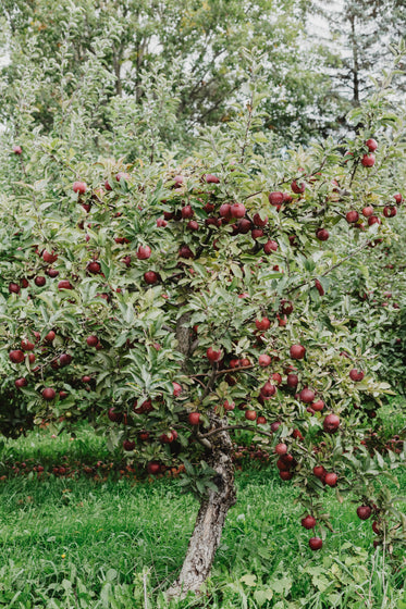 apple orchard ready for the picking