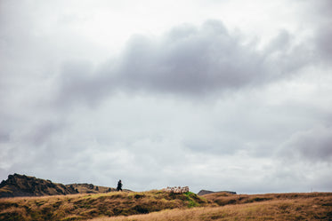 arctic grasslands