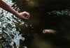 arm reaching towards the open mouth of a koi fish in a pond