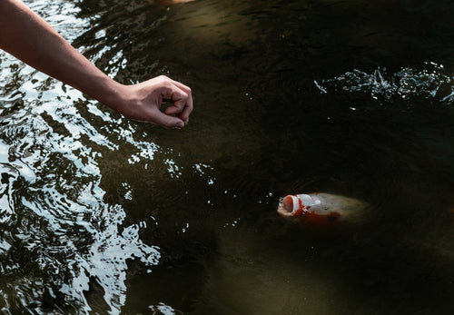 arm reaching towards the open mouth of a koi fish in a pond