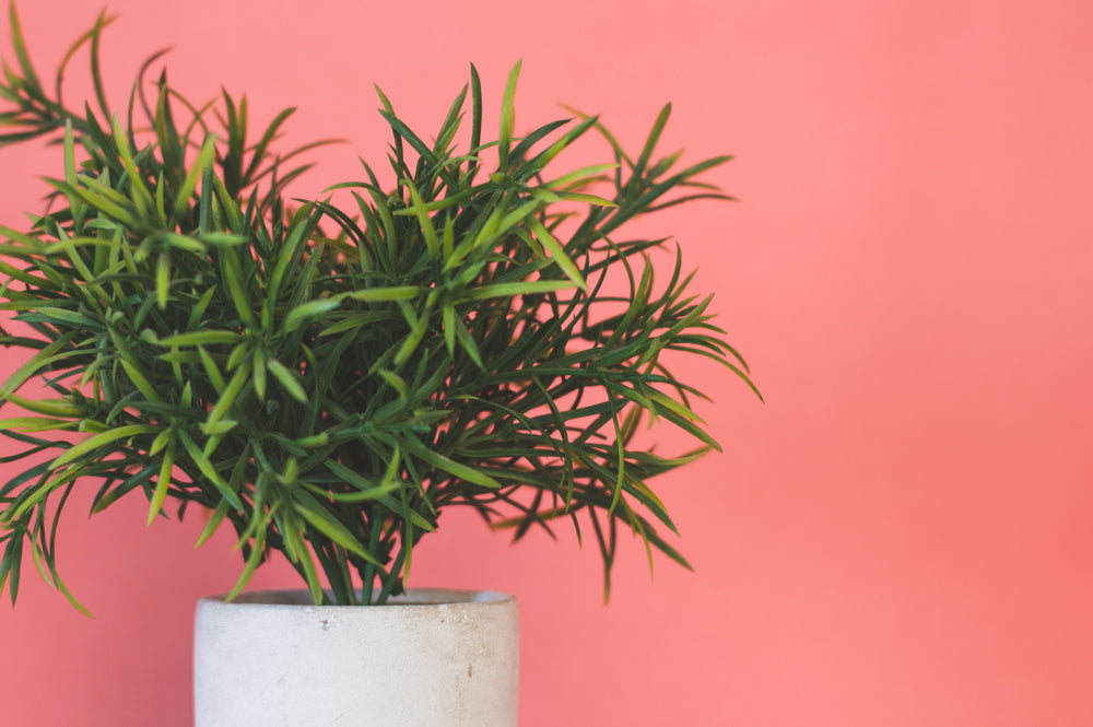 artificial plant against pink background