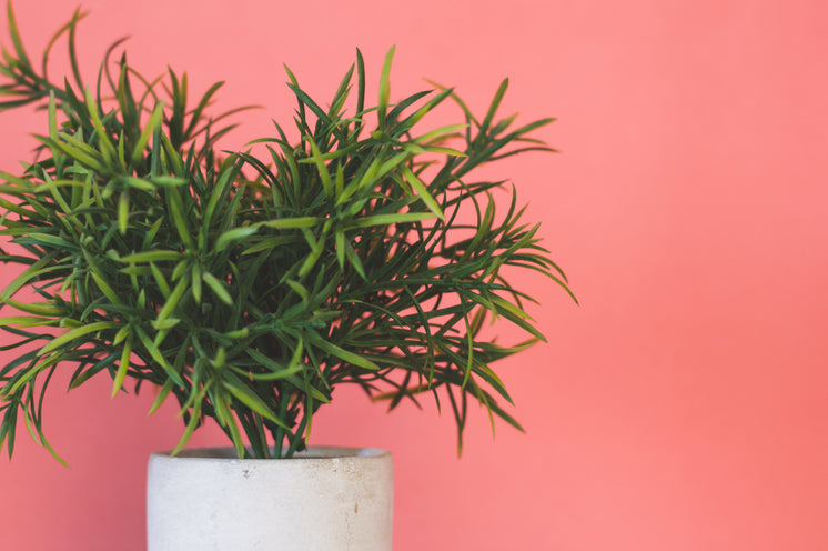 artificial-plant-against-pink-background